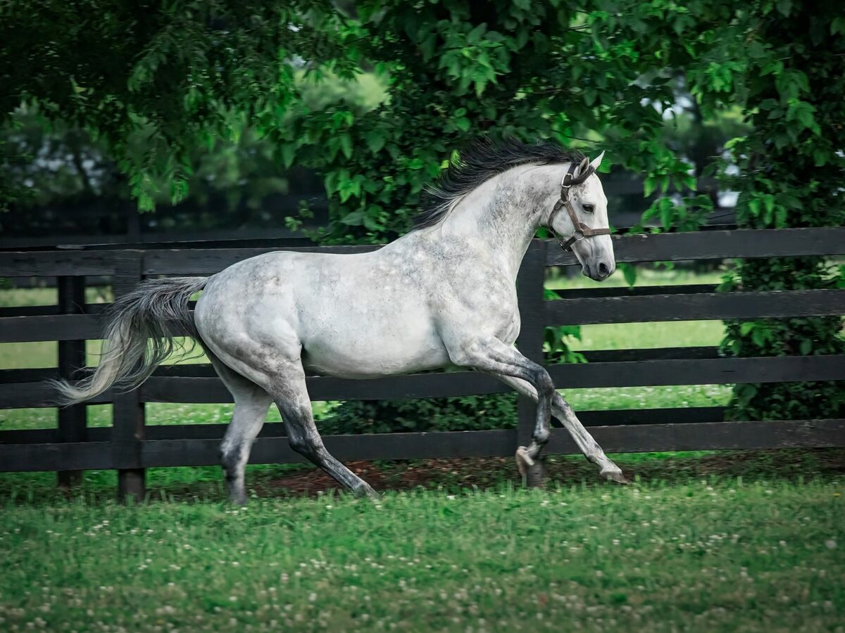 Cross Traffic | 2021 Paddock | Team Coyle photo