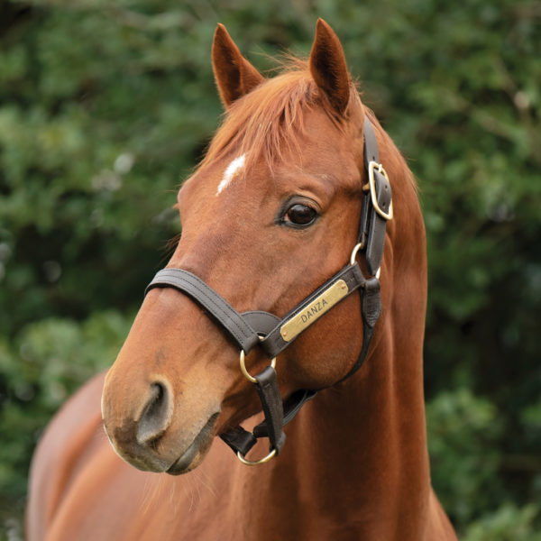 Stallions - Spendthrift - A Kentucky Thoroughbred Stallion Farm