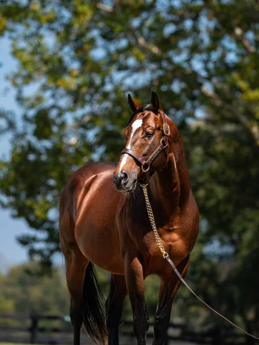 Goldencents | 2024 at Spendthrift | Nicole Finch photo