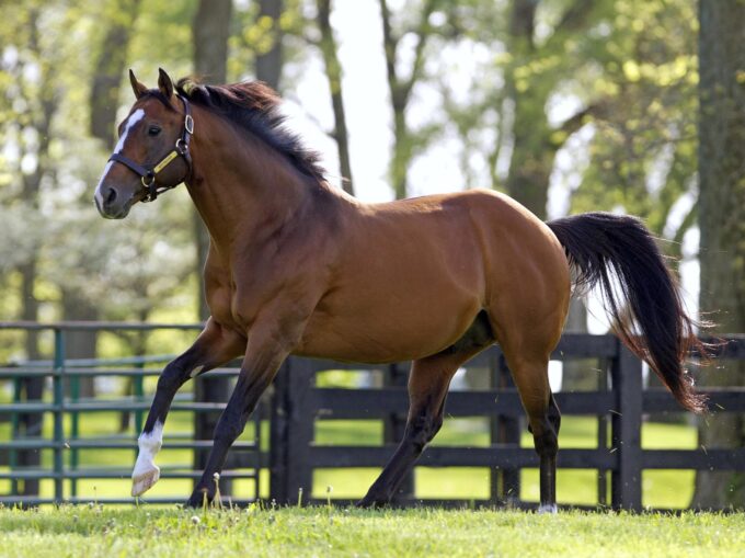 Into Mischief | Paddock 2014 | Barbara Livingston Photo