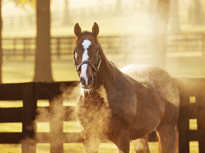 Into Mischief | 2023 Paddock | David Coyle photo