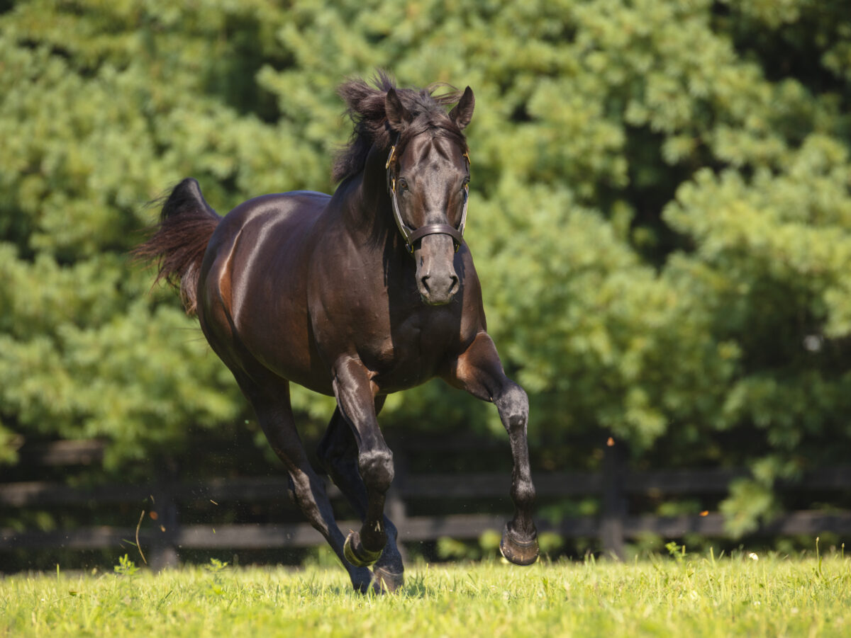 Temple City | 2020 Paddock | Lightshape photo