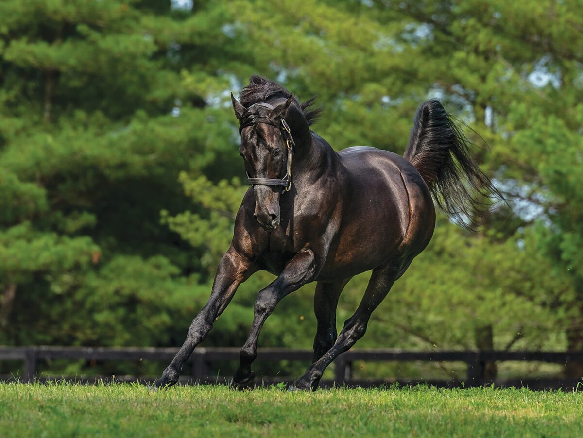 Temple City | 2024 Paddock | Nicole Finch photo