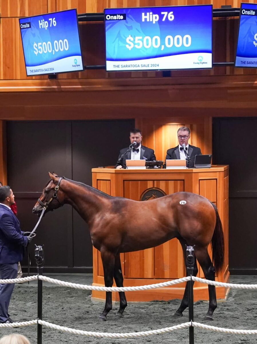 $500,000 at '24 F-T Saratoga | Colt o/o Lady Sabelia | Purchased by AMO Racing USA | Z photo