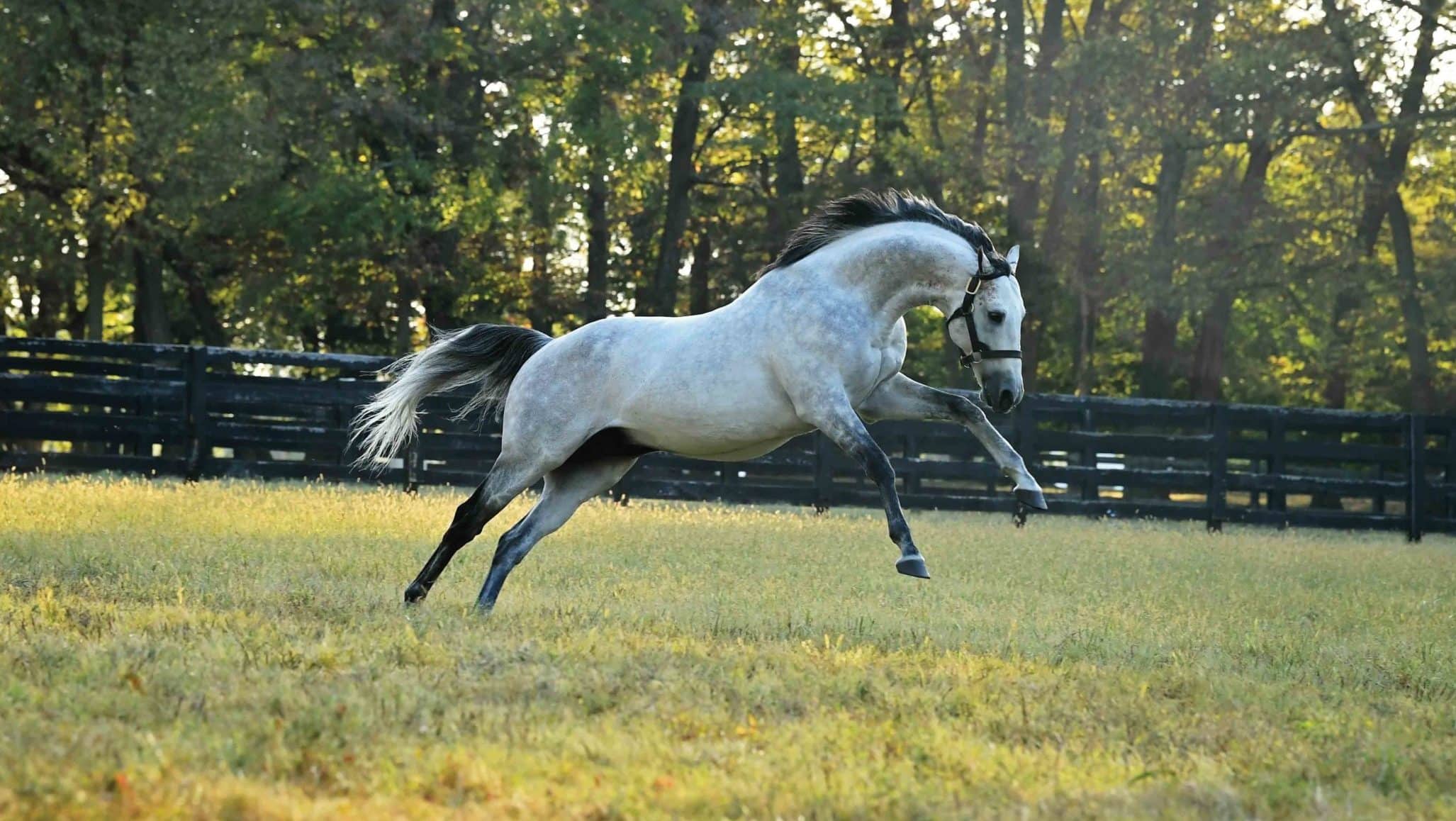 cross-traffic-thoroughbred-stallion-at-spendthrift-farm-ky