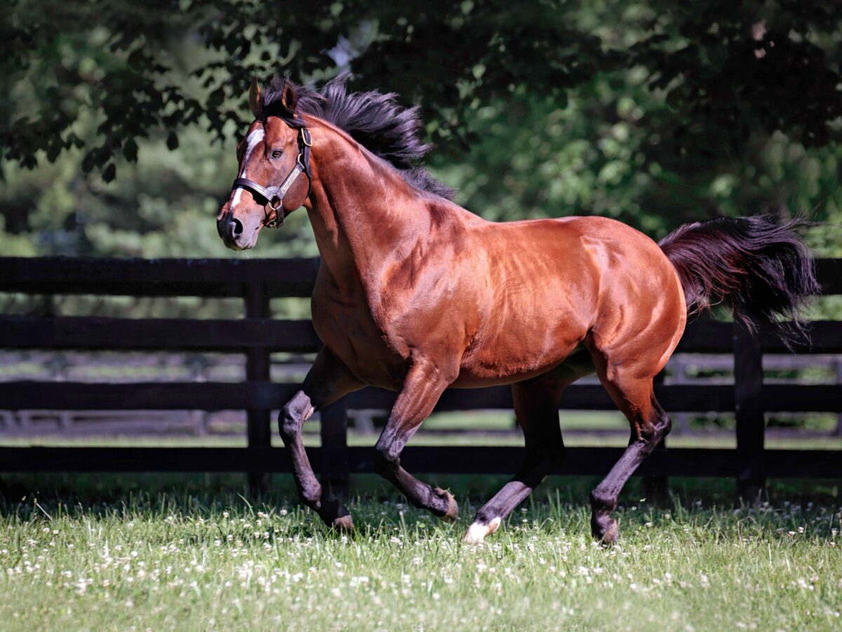 Goldencents at Spendthrift | Lightshape photo