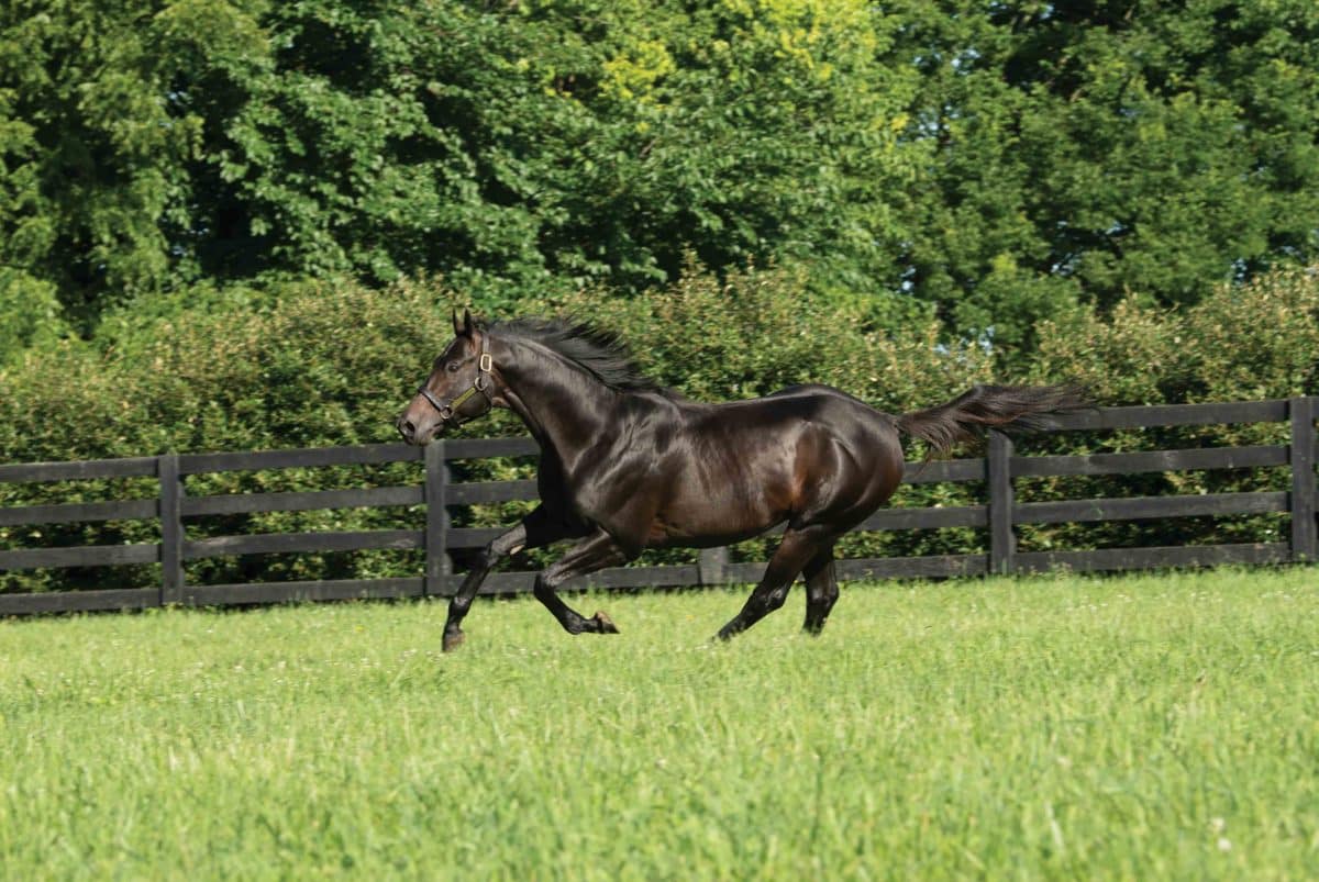 Cloud Computing - Thoroughbred Stallion at Spendthrift Farm, KY