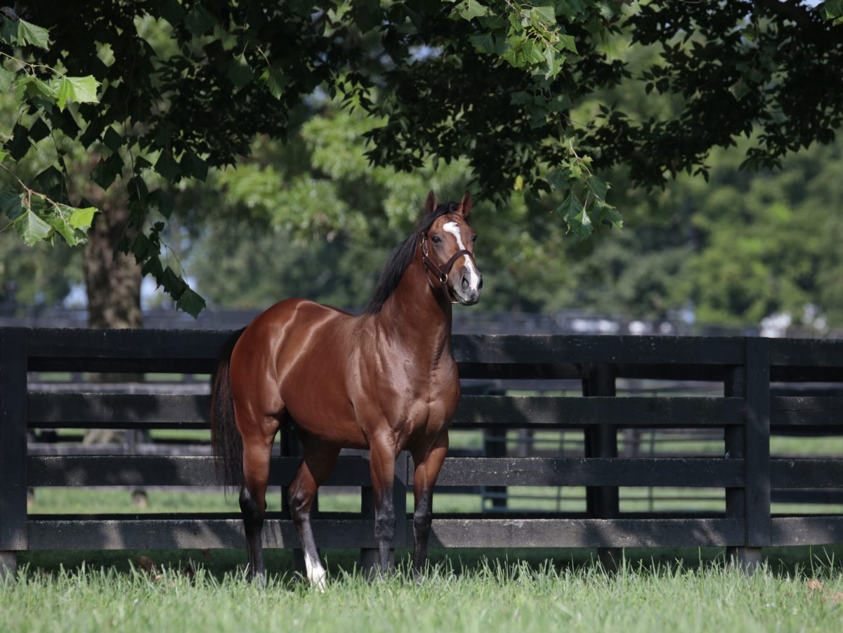 First foal is a colt for multiple G1-winning millionaire Gormley ...