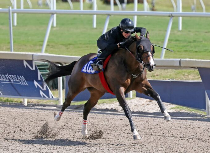 Palace filly, Hip 100, breezes a furlong in 10 seconds flat at the 2019 Fasig-Tipton Gulfstream 2yo Under Tack Show - photo by Z