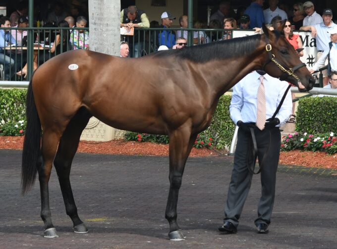 Shakin It Up's $200,000 colt, hip No. 83, at the Fasig-Tipton Gulfstream 2yo sale - Tibor & Judit photography