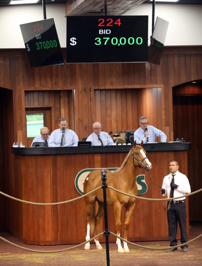 Flat Out's $370,000 filly, Hip 224, at the 2019 OBS April Sale - photo by Z