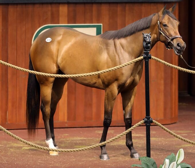 Danza’s $400,000 filly, hip No. 478, at the 2019 OBS Spring Sale of 2-year-olds – photo by Z