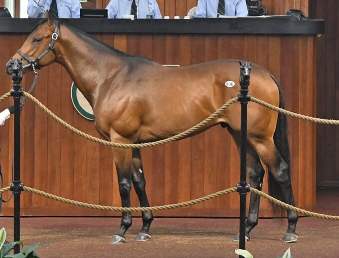 Temple City’s $325,000 colt, hip No. 906, at the 2019 OBS Spring Sale of 2-year-olds – Tibor and Judit photography