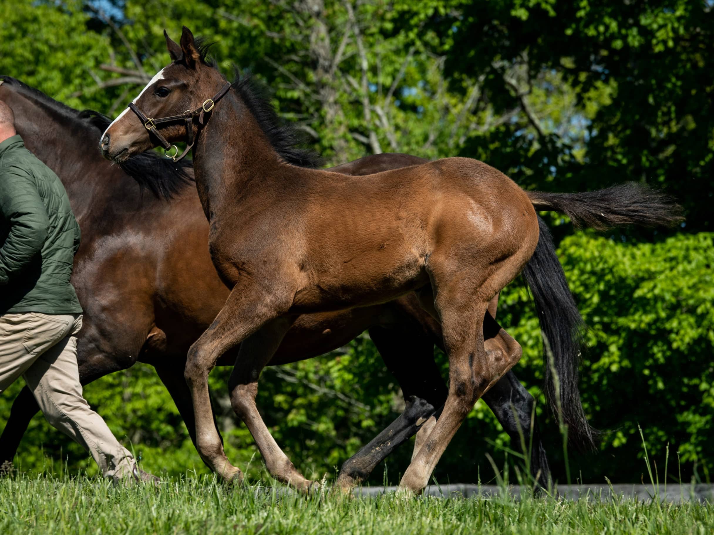 Omaha Beach - Thoroughbred Stallion At Spendthrift Farm, Ky