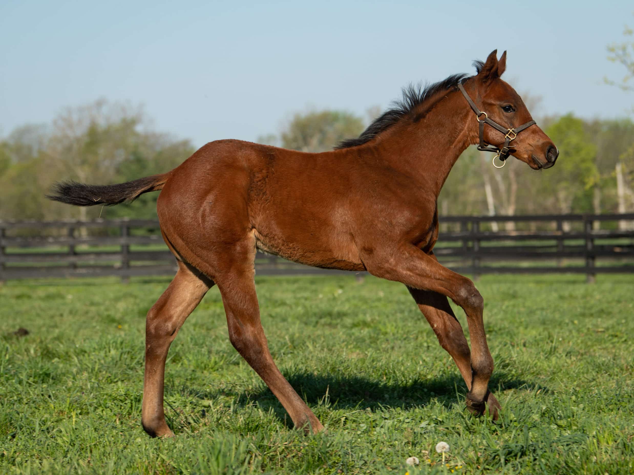 Omaha Beach - Thoroughbred Stallion at Spendthrift Farm, KY