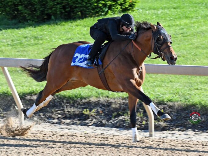 Into Mischief colt, hip 322, zips a bullet quarter-mile in :21.3 at Timonium | Tibor & Judit photo