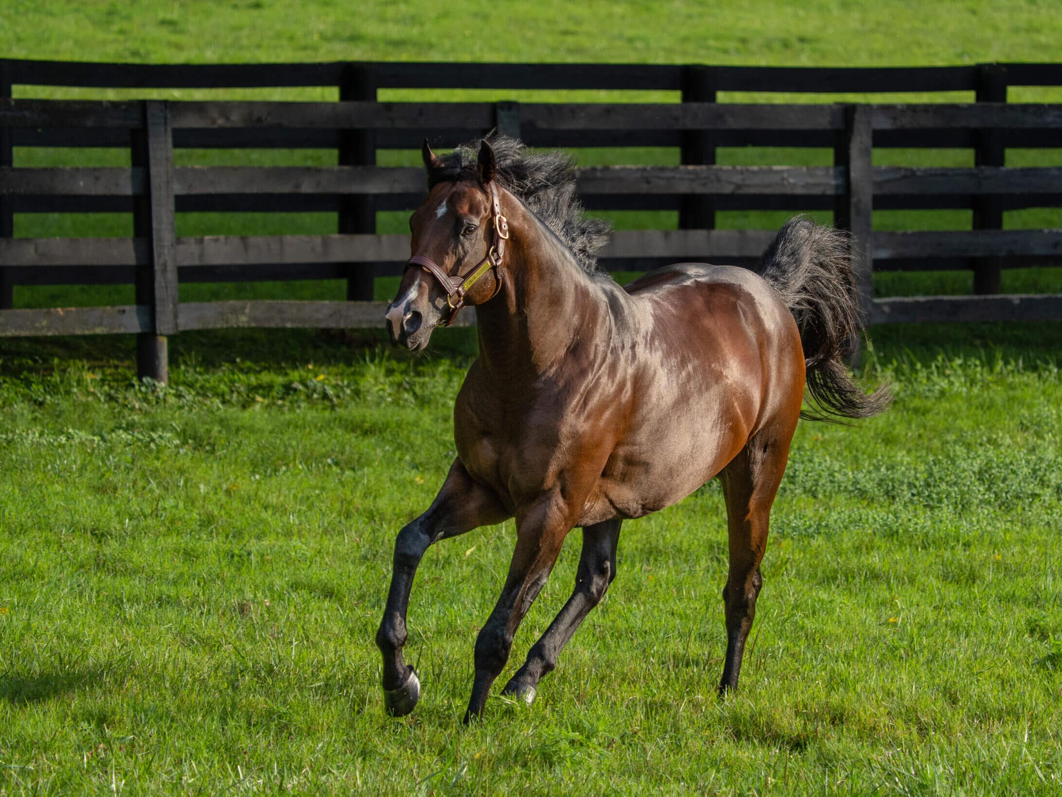 Omaha Beach - Thoroughbred Stallion at Spendthrift Farm, KY