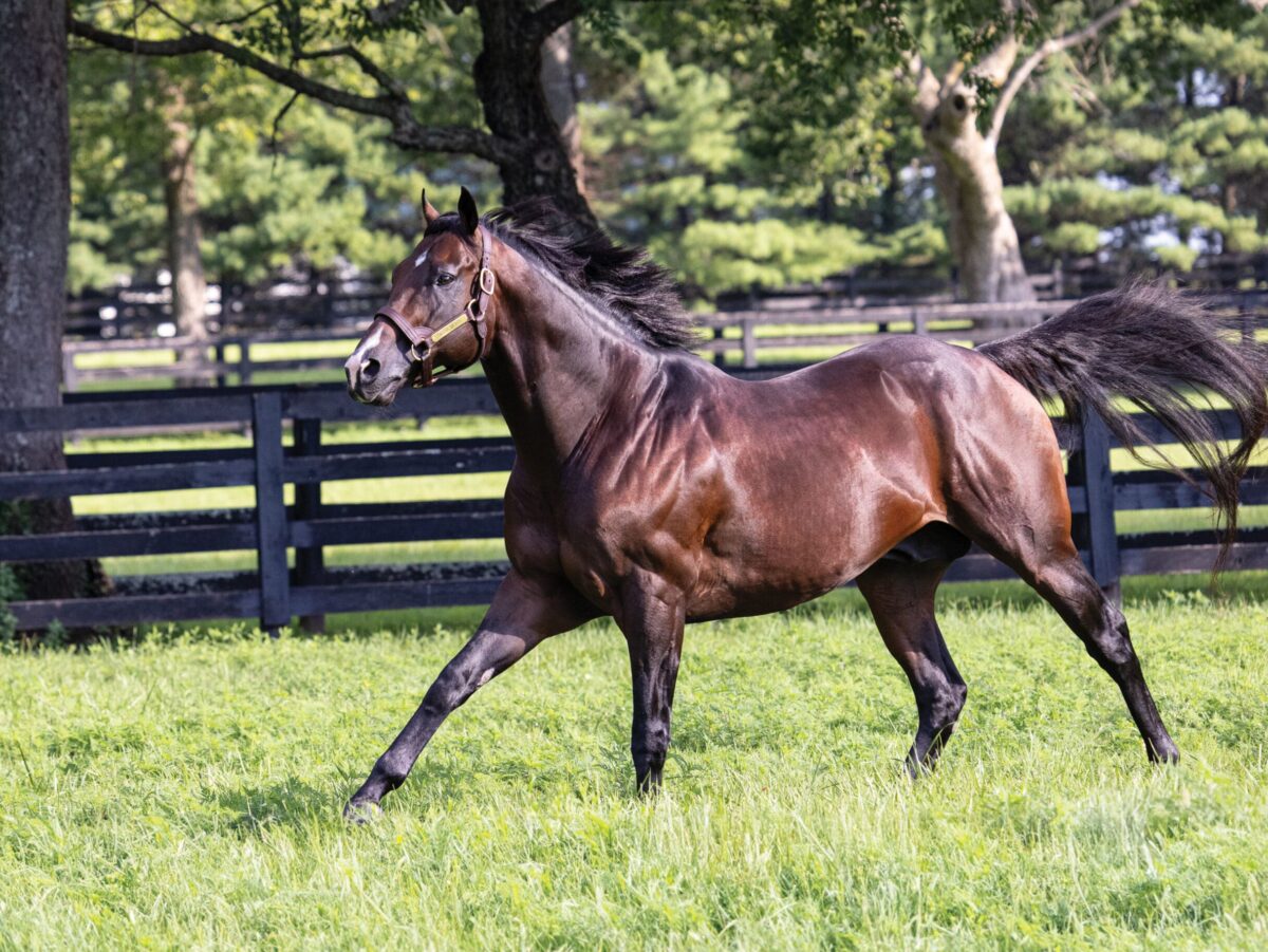 Omaha Beach | 2024 paddock | Equisport photo