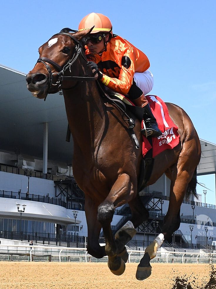 Undefeated 2yo filly & TDN Rising Star With the Angels romps by 9 3/4 lengths in Aqueduct's 2024 Gimma S. | NYRA/Coglianese photo