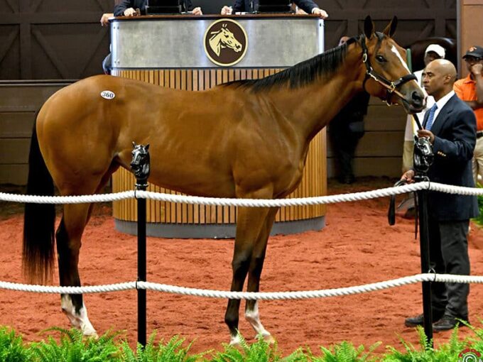 Into Mischief's $1.8 million filly, hip No. 360, at the 2019 F-T Midlantic 2yo sale – Tibor & Judit photography