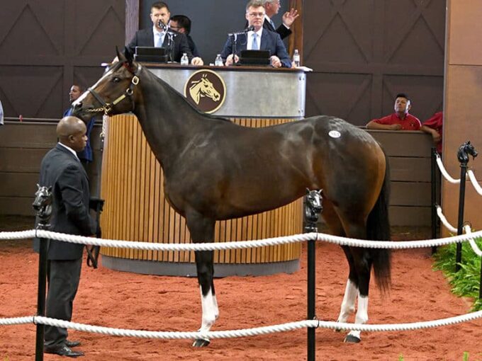 Palace's $570,000 filly, hip No. 384, at the 2019 F-T Midlantic 2yo sale - Tibor & Judit photography