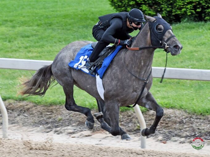 Race Day’s hip #152 breezing at the F-T Midlantic Sale Under Tack Show - Tibor & Judit photography