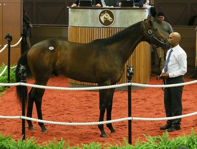 Hip131, 2019 Fasig-Tipton Midlantic 2 Y O in Training sale - photo by Z