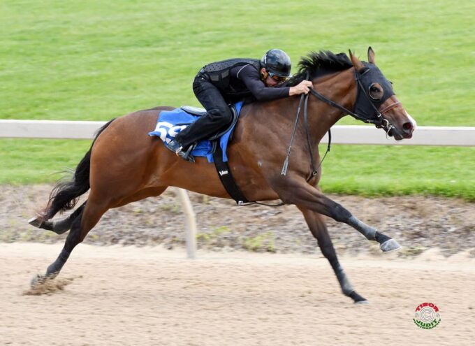 Wicked Strong’s hip #590 breezing at the F-T Midlantic Sale Under Tack Show - Tibor & Judit photography