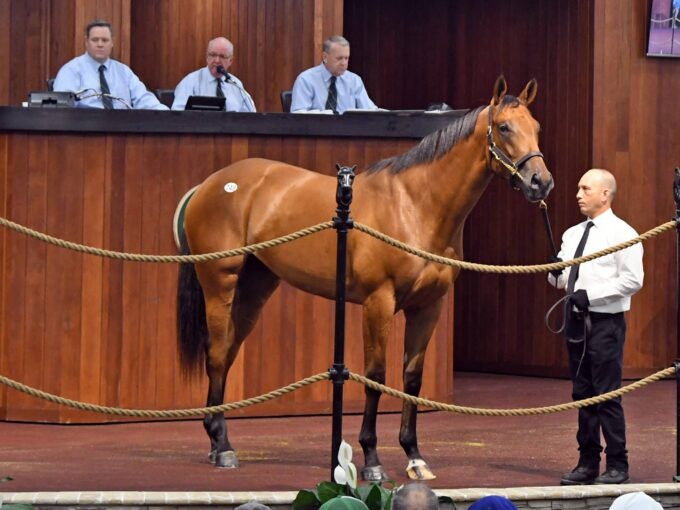 Into Mischief's $900,000 sale topper at the 2019 OBS June 2YO Sale | Tibor & Judit photo