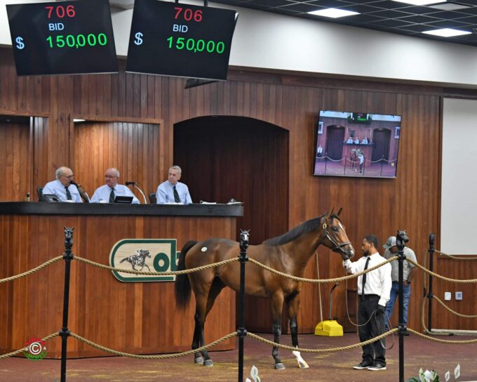 $150,000 Race Day colt Thursday at OBS June | Tibor & Judit photo