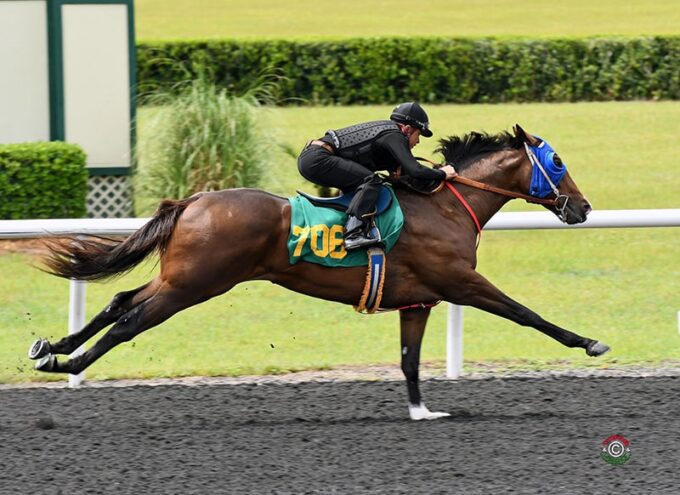 Race Day colt breezes a bullet quarter-mile in :20.3 at OBS June | Tibor & Judit photo