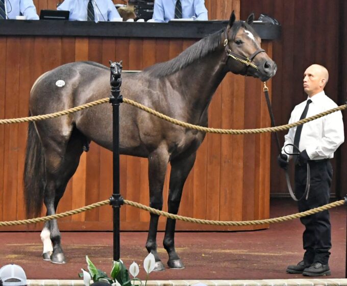 Race Day’s $170,000 colt, hip No. 40, at the 2019 OBS June 2YO sale – Tibor & Judit photography