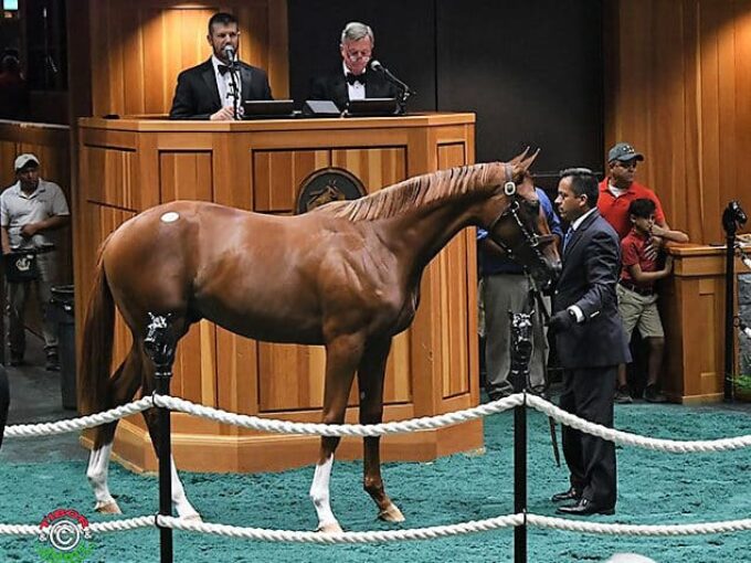 Brody’s Cause’s $185,000 colt, hip No. 205, at the 2019 Fasig-Tipton Saratoga Yearling sale – Tibor & Judit photography