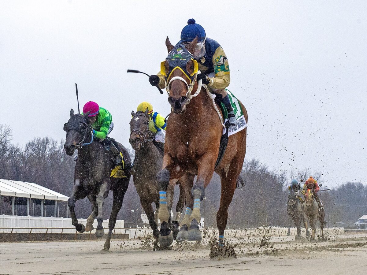 4yo filly Irish Maxima wins the 2025 Barbara Fritchie S. at Laurel Park, her second straight stakes triumph | Photo courtesy of MJC