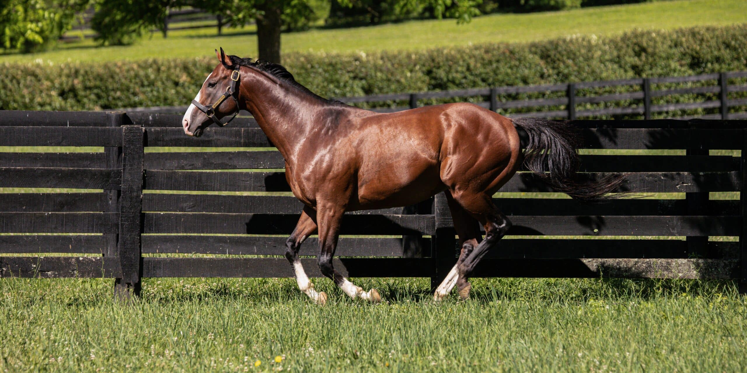 Maximus Mischief - Thoroughbred Stallion at Spendthrift Farm, KY