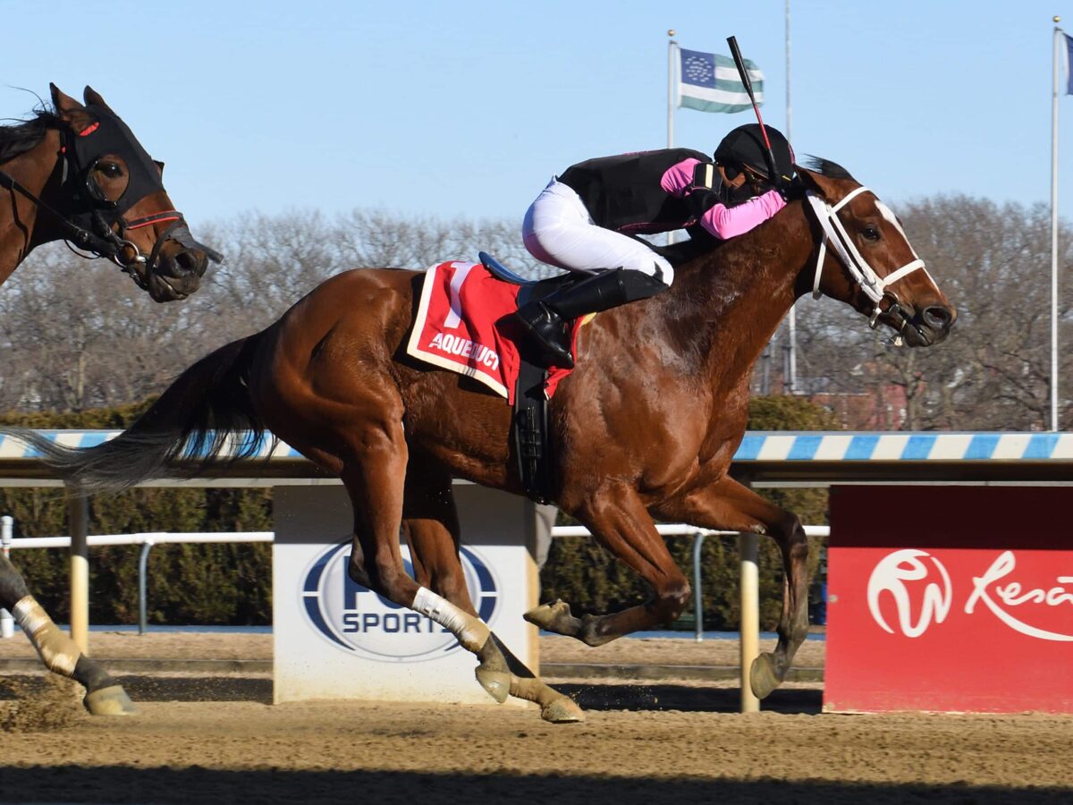 4yo colt Maximus Meridius wins the 2025 Toboggan S. at Aqueduct, his second straight stakes triumph | NYRA photo