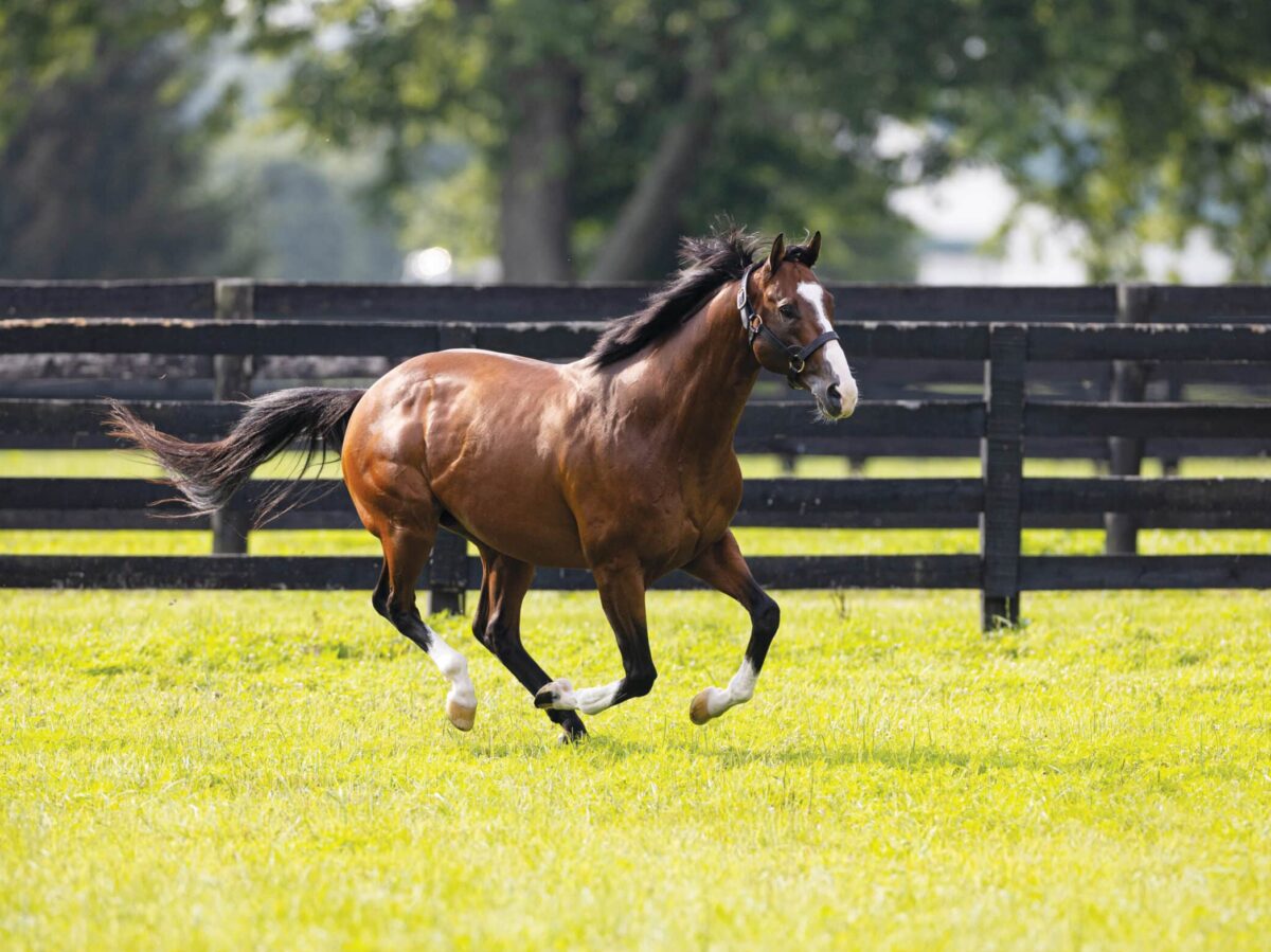 Maximus Mischief | 2024 Paddock | EquiSport photo