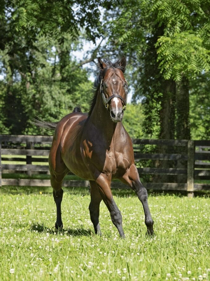 Bolt d’Oro was one of North America’s most popular first-season stallions in 2019 | Autry Graham photo