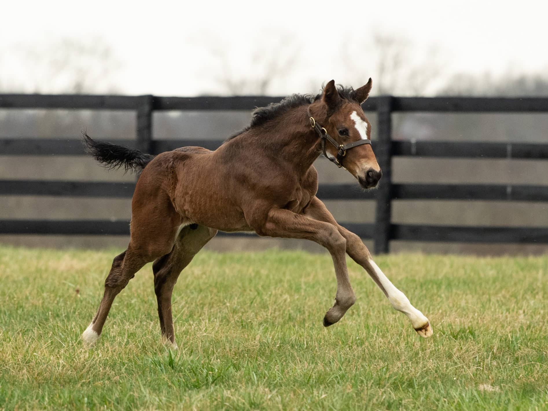 Mitole - Thoroughbred Stallion at Spendthrift Farm, KY