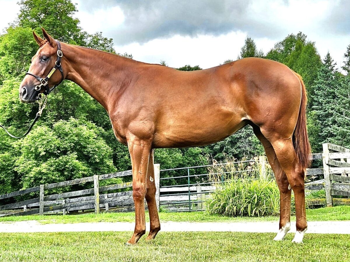 $125,000 at F-T Saratoga | Filly o/o Dance thewayyouare | Purchased by Charles Pigg | Courtesy Fasig-Tipton