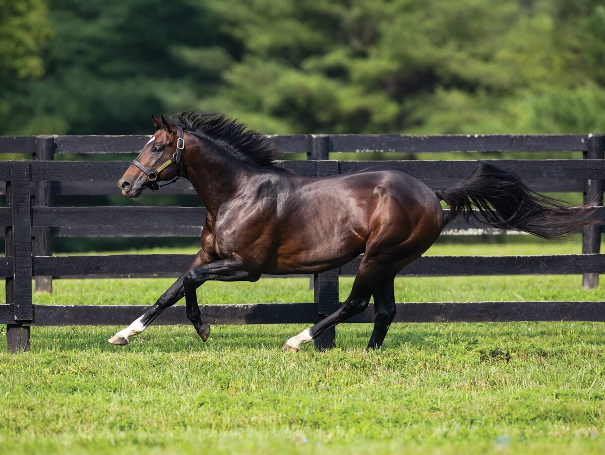 Mitole | 2024 Paddock | EquiSport photo