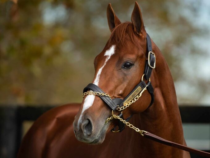 Vino Rosso at Spendthrift Farm | Autry Graham photo