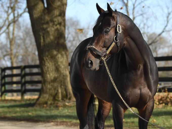 Preakness-G1 winner Cloud Computing at Spendthrift | Autry Graham photo