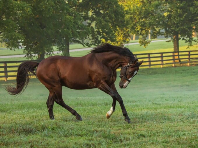 Into Mischief | 2019 Champion General Sire | Coyle photo