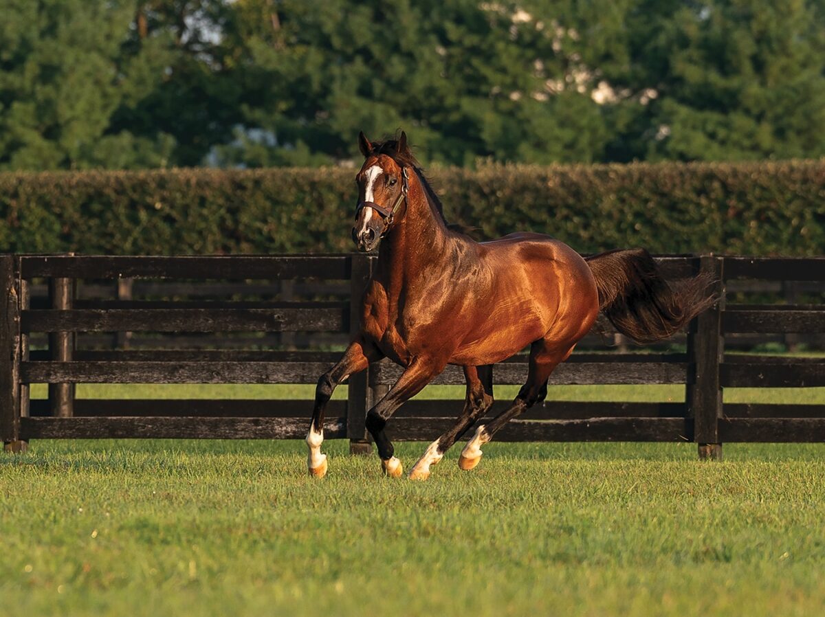 Authentic | 2024 Paddock | Nicole Finch photo