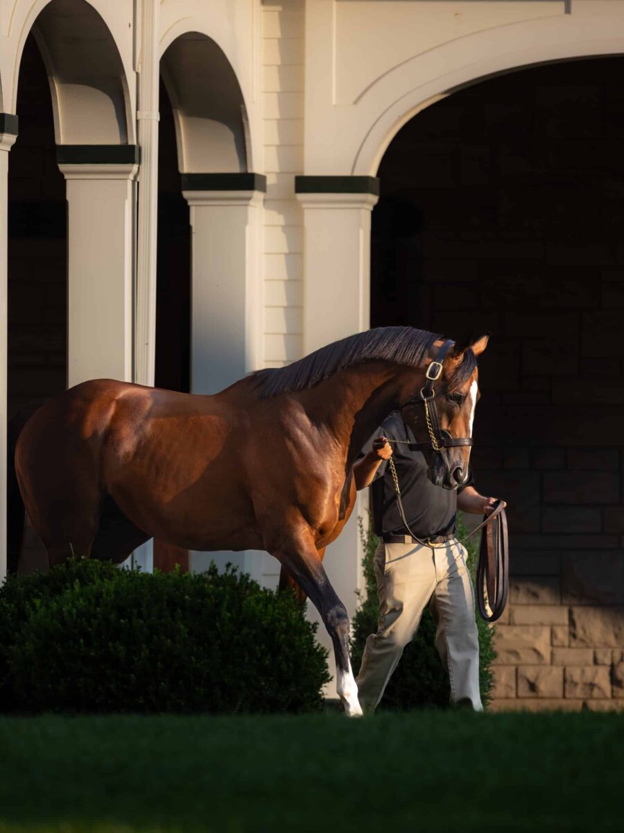 Authentic | 2023 at Spendthrift | EquiSport photo