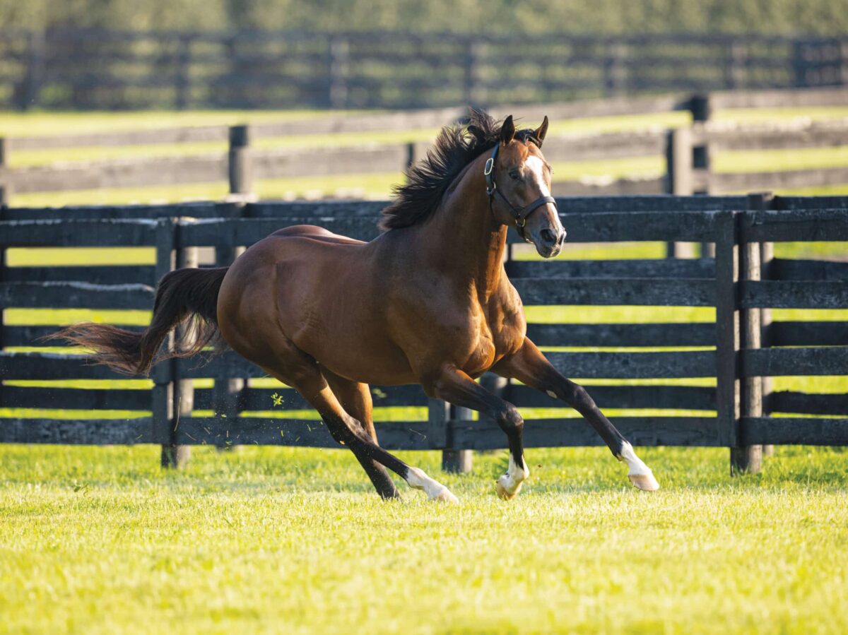 Authentic | 2023 Paddock | Equisport photo