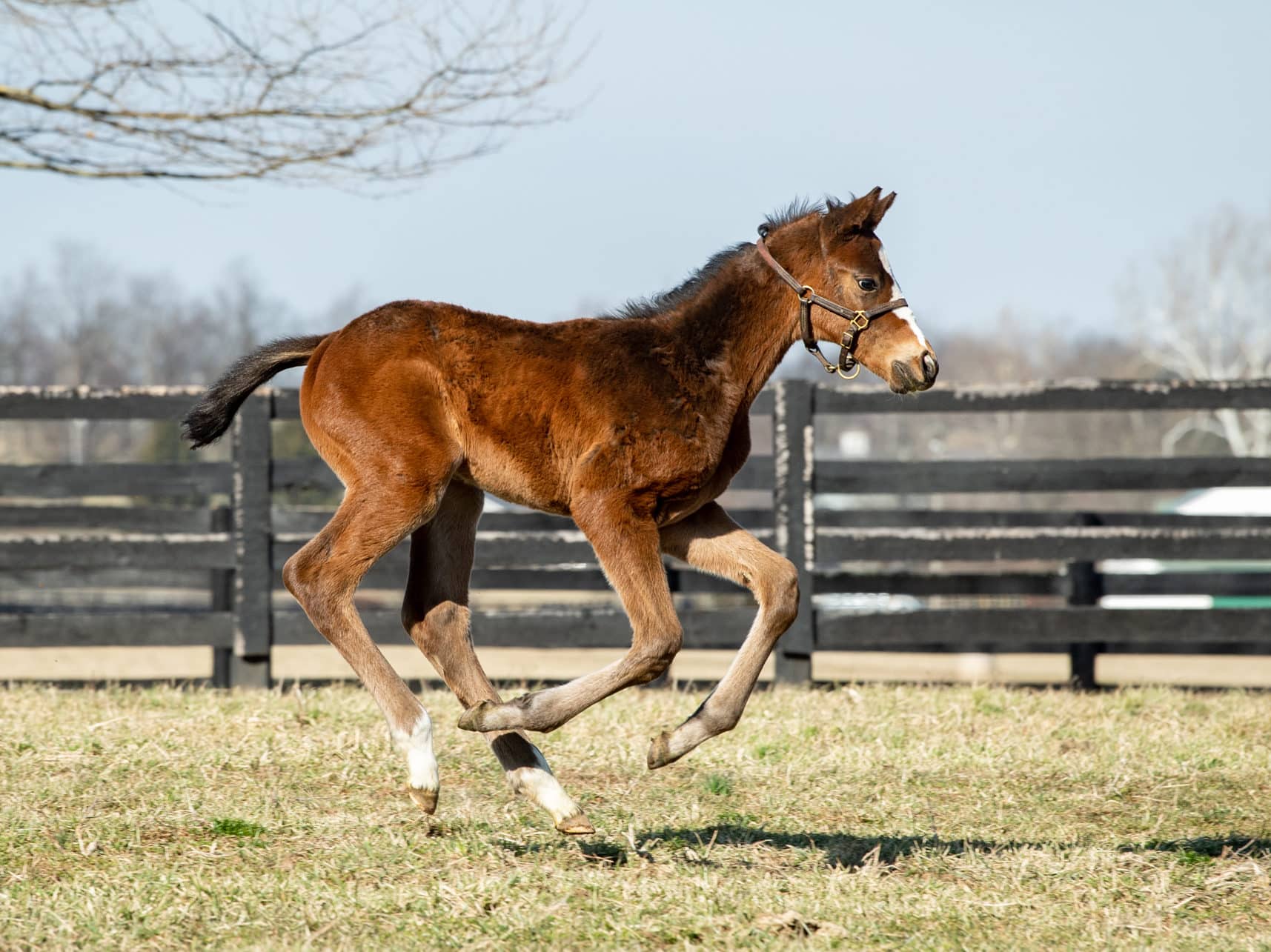 Authentic - Thoroughbred Stallion At Spendthrift Farm, KY