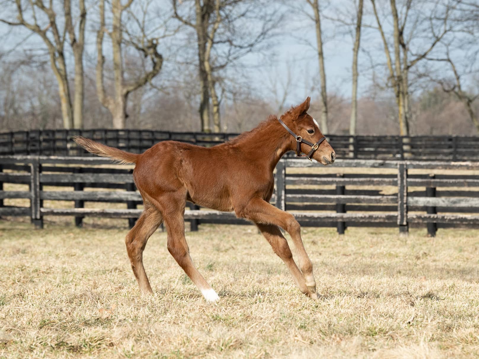 Vekoma - Thoroughbred Stallion At Spendthrift Farm, KY