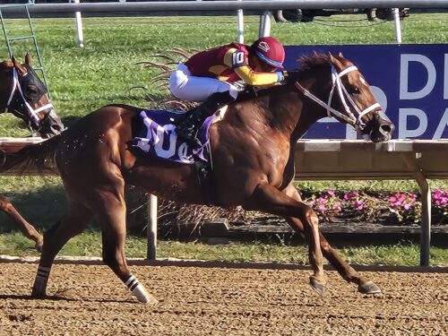 Undefeated 2yo colt It's Hammertime earns his second straight stakes victory in the 2024 Rocky Run S. at Delaware Park